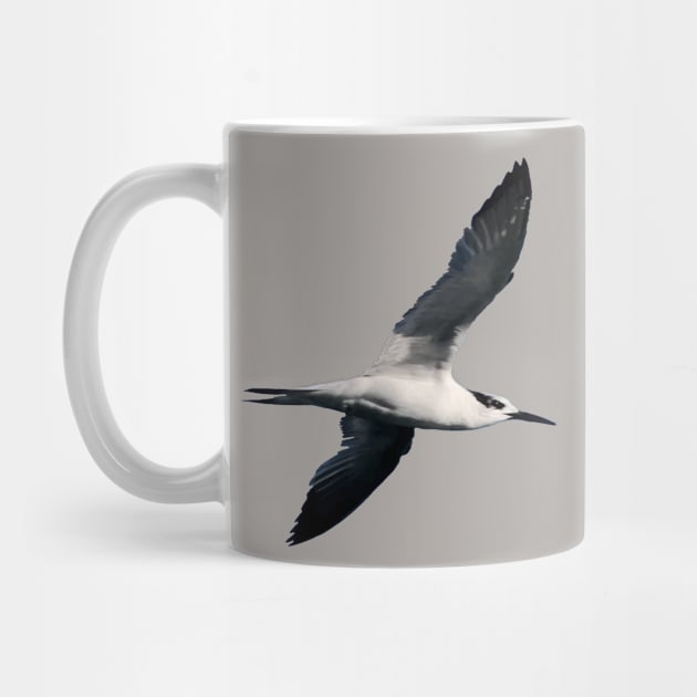 Sandwich Tern Seagull Bird In Flight Cut Out by taiche